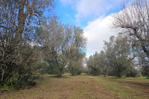 Tomt i Martano, Lecce, Martano - € 55 000 | Ref: TR002 - foto 15
